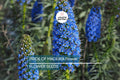 Pride of Madeira Seeds – Echium fastuosum Blue Tower of Jewels, Drought Tolerant, Pollinator Friendly, Coastal Landscape Plant