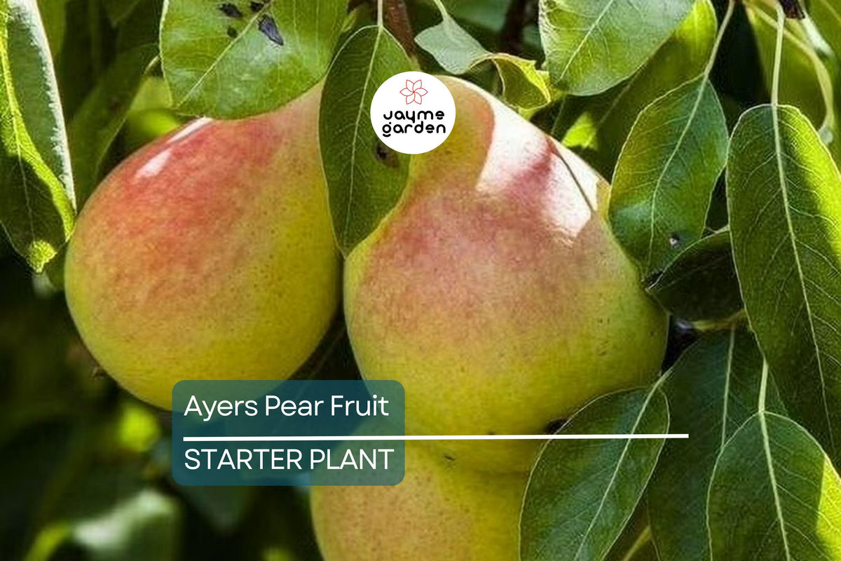 Ayers Pear Tree Bare-Root | Heirloom Fruit Tree with Sweet Dessert Pears | Disease-Resistant Pyrus communis