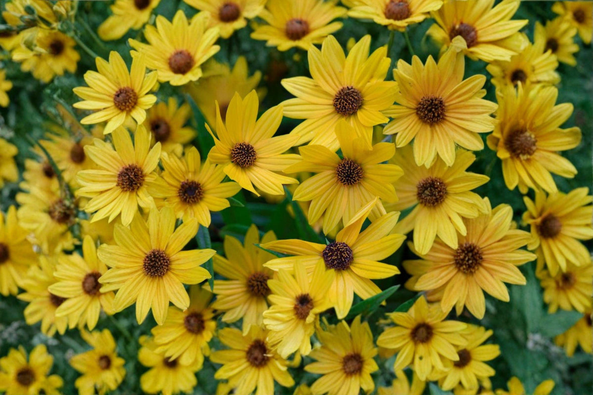 Swamp Sunflower Seeds – Helianthus angustifolius – Native Wildflower for Pollinators – Bright Yellow Perennial Seed Pack
