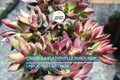 Crassula Platyphylla Burgundy Succulent Cuttings – Unrooted 1.5" Diameter, Color-Changing Foliage, Easy to Root, Drought Tolerant, Indoor & Outdoor