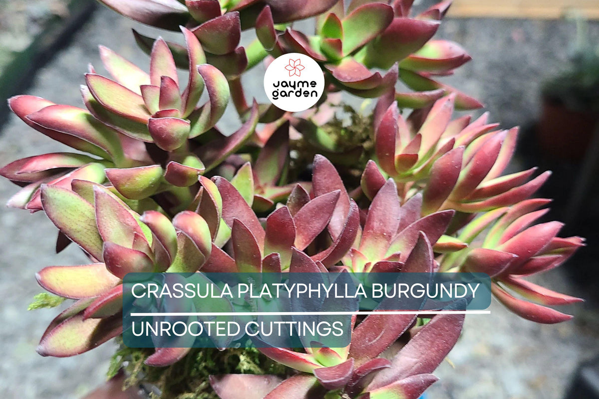 Crassula Platyphylla Burgundy Succulent Cuttings – Unrooted 1.5" Diameter, Color-Changing Foliage, Easy to Root, Drought Tolerant, Indoor & Outdoor