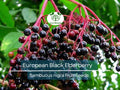 European Black Elderberry Seeds – Sambucus nigra, Edible Fruit, High Yield, Garden Starter, Deciduous Shrub, Fruit-Bearing Plant