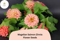100+ Magellan Salmon Zinnia Seeds – Compact Annual with Salmon Pink Blooms, Zinnia elegans for Garden Beds, Borders & Cut Flowers