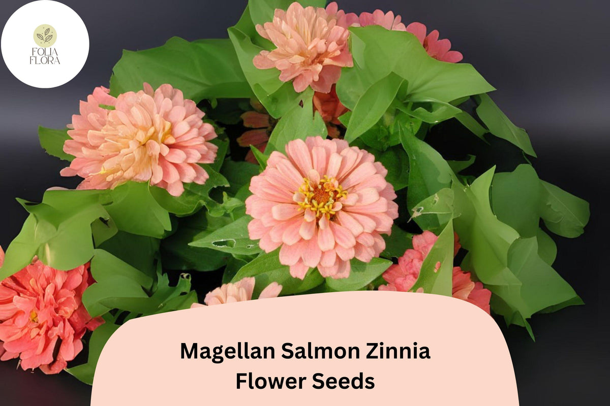 100+ Magellan Salmon Zinnia Seeds – Compact Annual with Salmon Pink Blooms, Zinnia elegans for Garden Beds, Borders & Cut Flowers