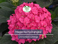Live Magenta Hydrangea Cuttings - Hydrangea macrophylla, 6" Unrooted, Heirloom, Easy to Grow, Vibrant Blooms, Garden Plant