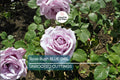 Blue Girl Rose Bush Cuttings - Lavender-Blue Fragrant Flowers, Unrooted 6-Inch, Award-Winning Rome Gold Medal, USDA Zones 5-9
