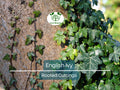 English Ivy Bare Root Plants – 3" Hedera helix Ground Cover, Living Fence, Patio Greenery, Lawn & Garden Vines (5 Pack)