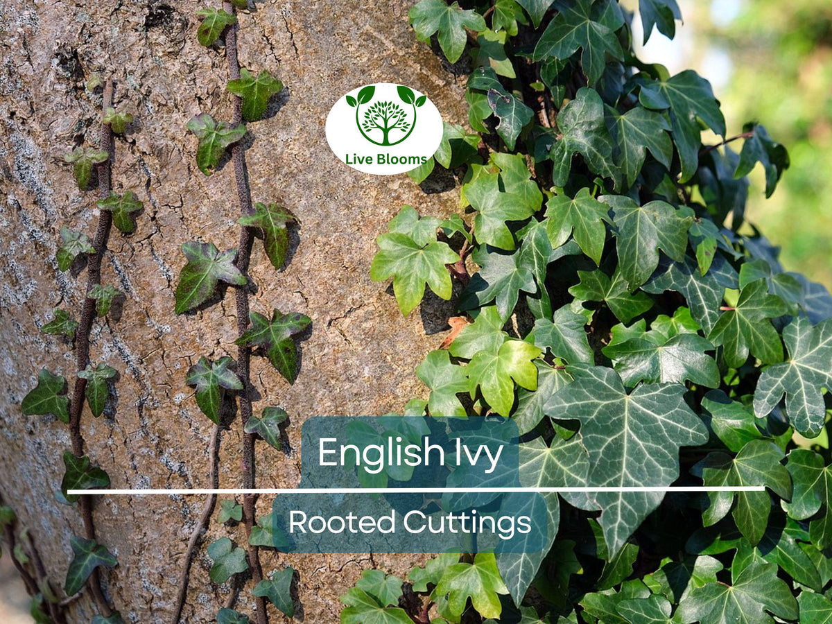 English Ivy Bare Root Plants – 3" Hedera helix Ground Cover, Living Fence, Patio Greenery, Lawn & Garden Vines (5 Pack)