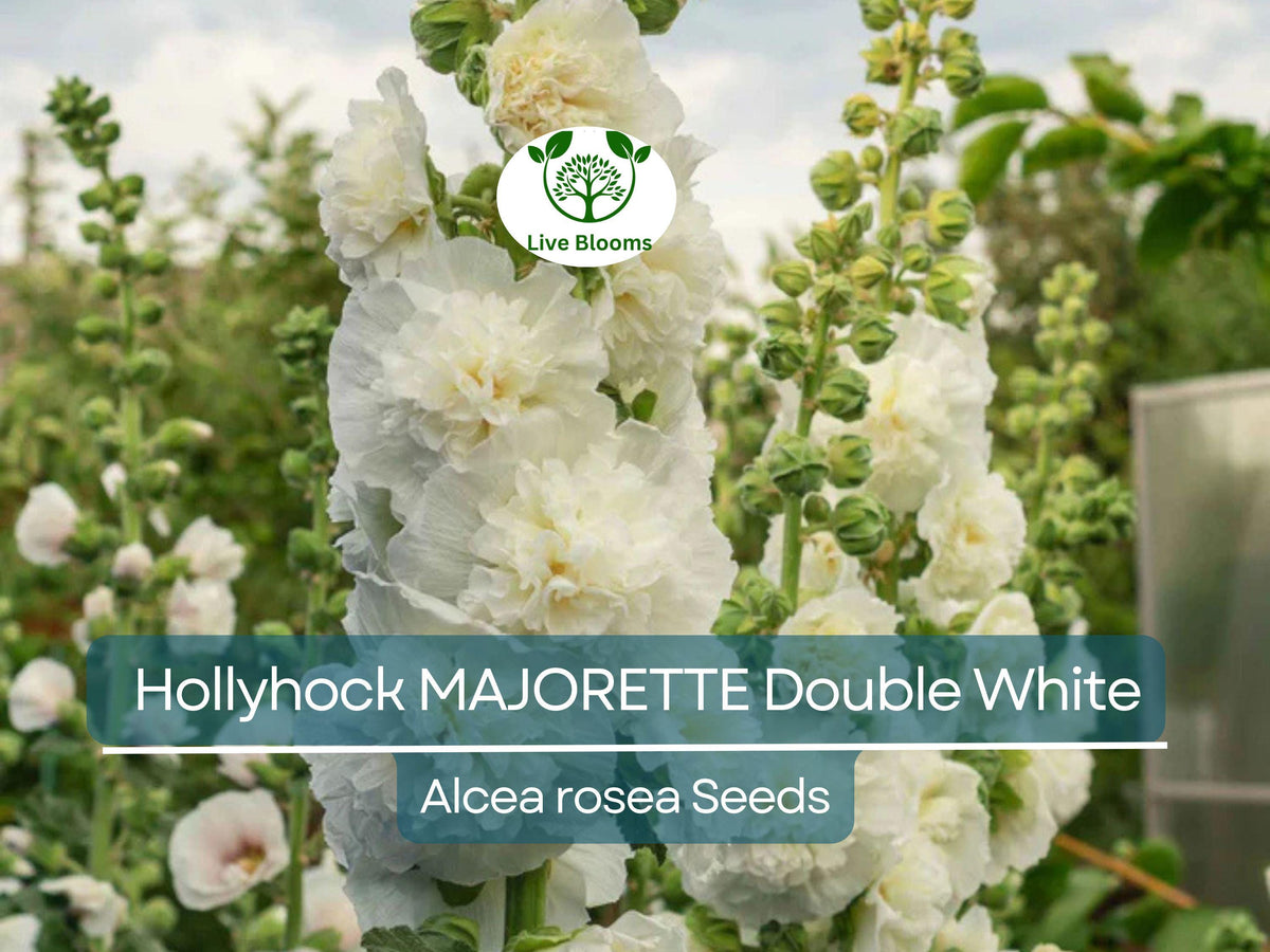 Hollyhock Seeds Dwarf Double White Alcea rosea Non-GMO 50 Pack for Garden, Flower Bed, Container, Memory Garden