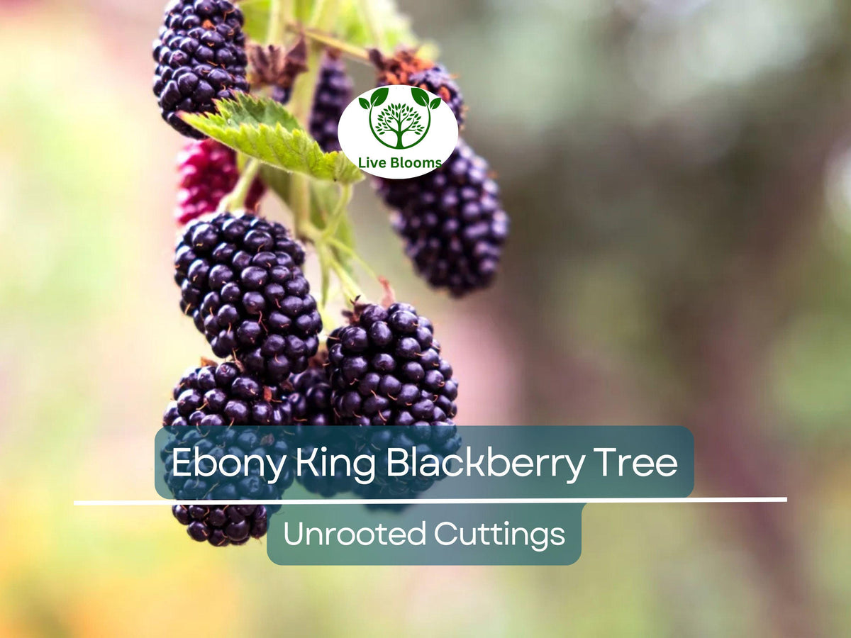 5 Ebony King Blackberry Scion Cuttings – Unrooted, 8-10 Inches, Rubus fruticosus, Propagation & Grafting Material