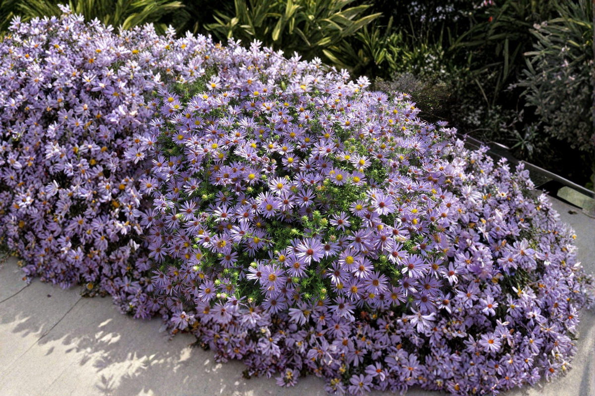 Symphyotrichum oblongifolium Aromatic Aster Seeds – Native Fall-Blooming Perennial, Drought-Tolerant, Pollinator-Friendly, Lavender Flowers
