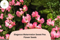 Watermelon Pink Sweet Pea Seeds | Lathyrus odoratus Climbing Vine for Garden, Cut Flowers, Trellises, 50+ Seeds