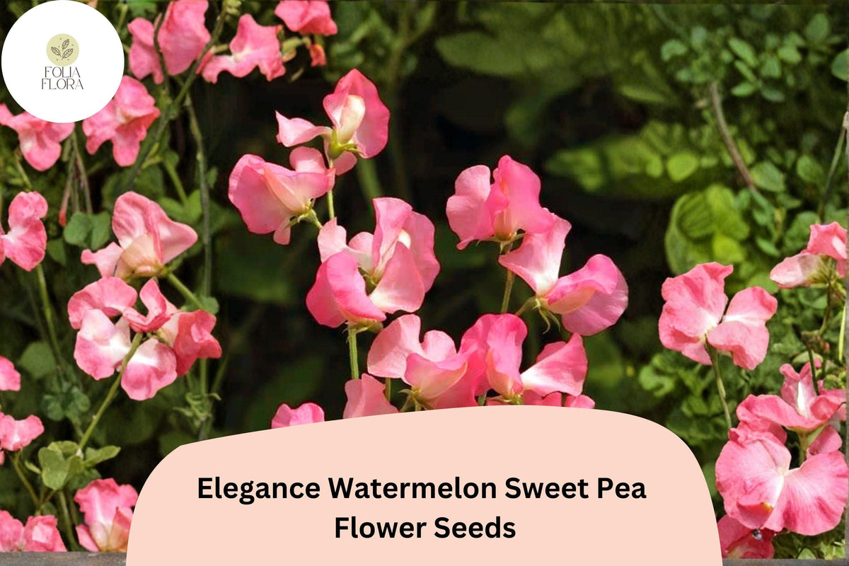 Watermelon Pink Sweet Pea Seeds | Lathyrus odoratus Climbing Vine for Garden, Cut Flowers, Trellises, 50+ Seeds