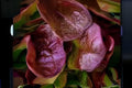 700 Rouge De Hiver Red Romaine Lettuce Seeds – Heirloom, Cold Hardy, Crisp Red-Green Leaves, for Salads & Wraps, Lactuca sativa