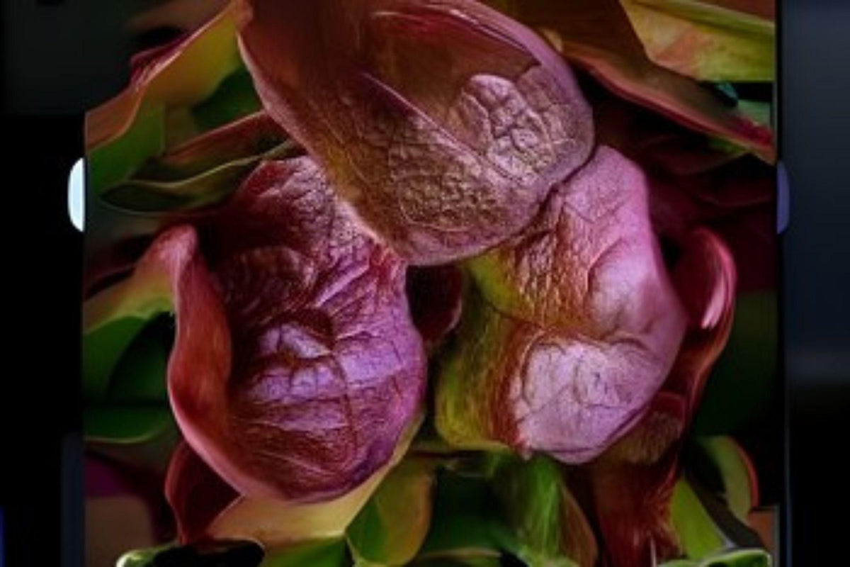 700 Rouge De Hiver Red Romaine Lettuce Seeds – Heirloom, Cold Hardy, Crisp Red-Green Leaves, for Salads & Wraps, Lactuca sativa