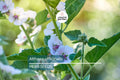 50 Marshmallow Seeds Althaea officinalis Perennial Herb Pink Blooms Medicinal & Culinary Uses
