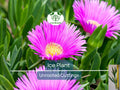 30x Magenta Delosperma cooperi Hardy Ice Plant Unrooted Cuttings 5-6" | Vibrant Ground Cover, Succulent, Easy Rooting, Landscaping