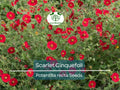 1000 Seeds Scarlet Cinquefoil Perennial Red Flowers Pollinator Attractant Non-GMO Potentilla recta