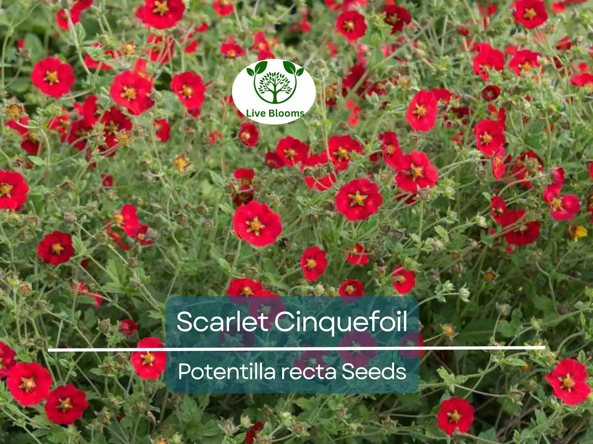 1000 Seeds Scarlet Cinquefoil Perennial Red Flowers Pollinator Attractant Non-GMO Potentilla recta