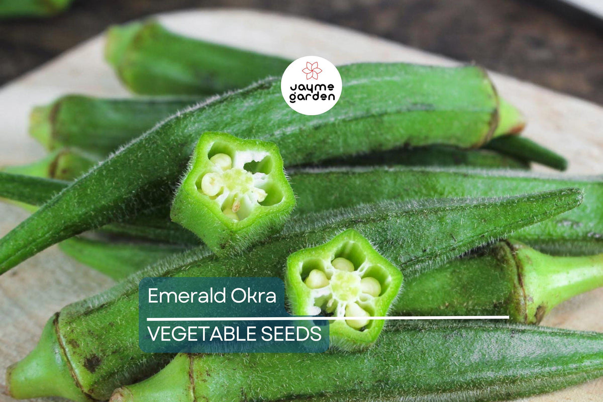 100 Emerald Okra Seeds – Heirloom, Non-GMO, Tender Green Pods, Fast-Growing, High-Yield Vegetable Seeds, Abelmoschus esculentus