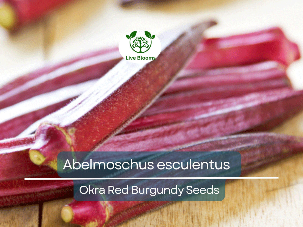 Okra Seeds Red Burgundy 15 Pack | Abelmoschus esculentus High Yield, Heat-Tolerant, Vibrant Red Pods for Home Gardens