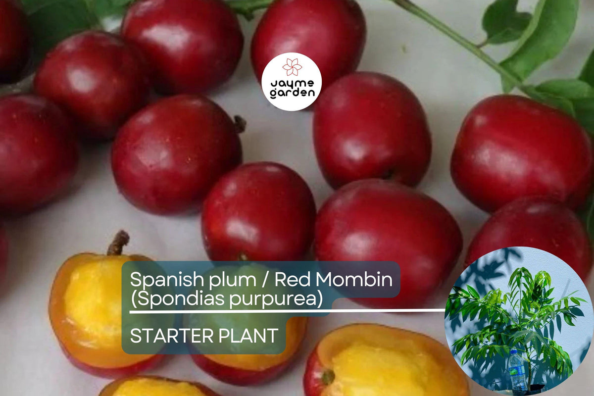 Spanish Plum / Red Mombin Live Tree 12-24" | Spondias purpurea Tropical Fruit Tree | Drought-Tolerant, Hardy, Container-Friendly