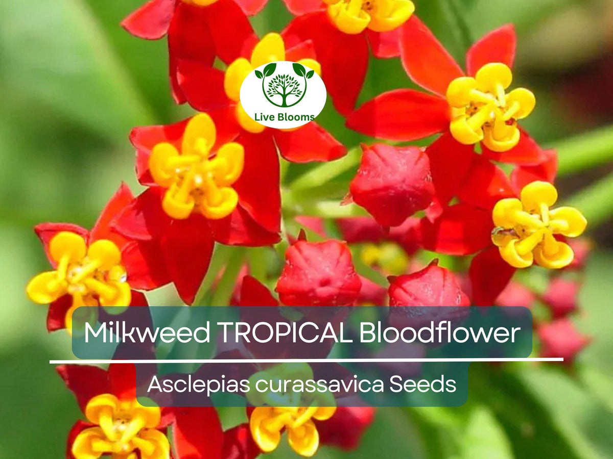 100 Seeds Tropical Bloodflower Milkweed (Asclepias curassavica) - Monarch Butterfly Host Plant, Pollinator Attractant, Vibrant Flowers