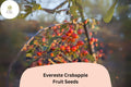 25+ Evereste Crabapple Seeds | Malus ‘Evereste’ Ornamental Tree with Pink Blossoms & Red Fall Fruit