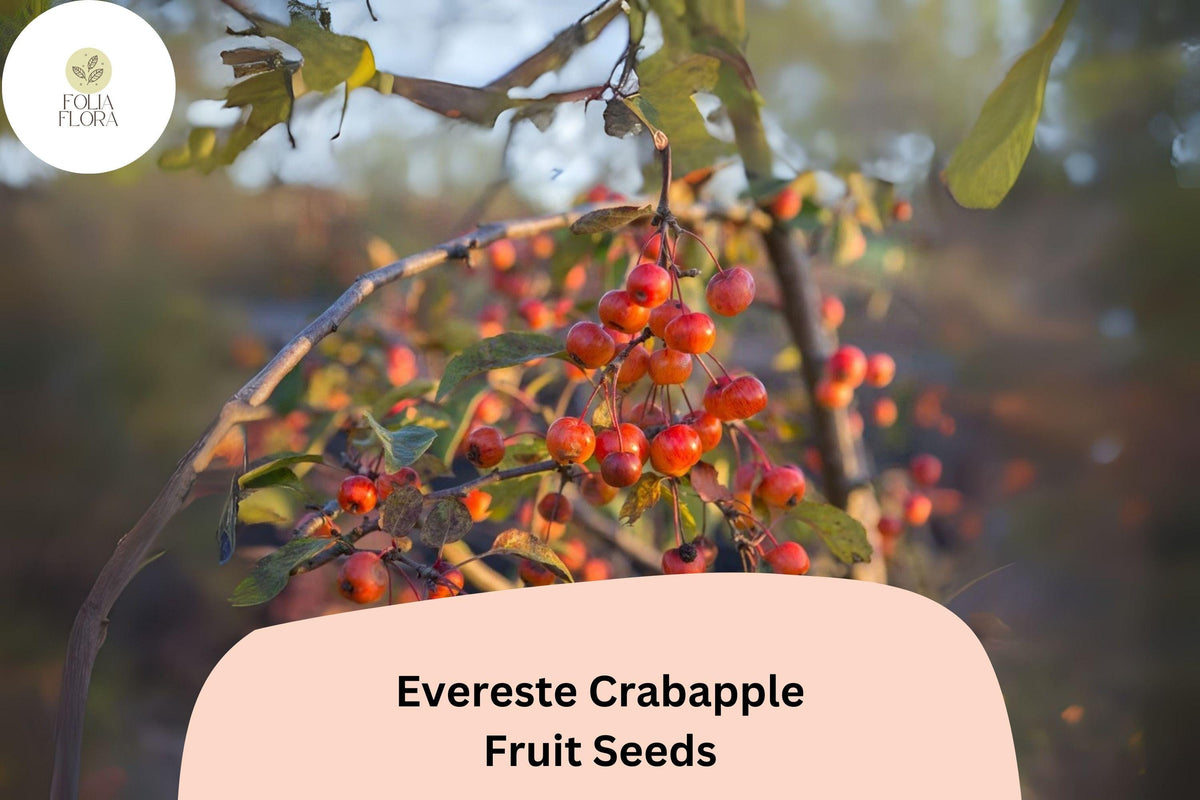 25+ Evereste Crabapple Seeds | Malus ‘Evereste’ Ornamental Tree with Pink Blossoms & Red Fall Fruit