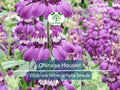 500 Chinese Houses Seeds – Collinsia heterophylla Wildflower, Native California Annual, Pollinator Attractor, Non-GMO, Shade or Sun
