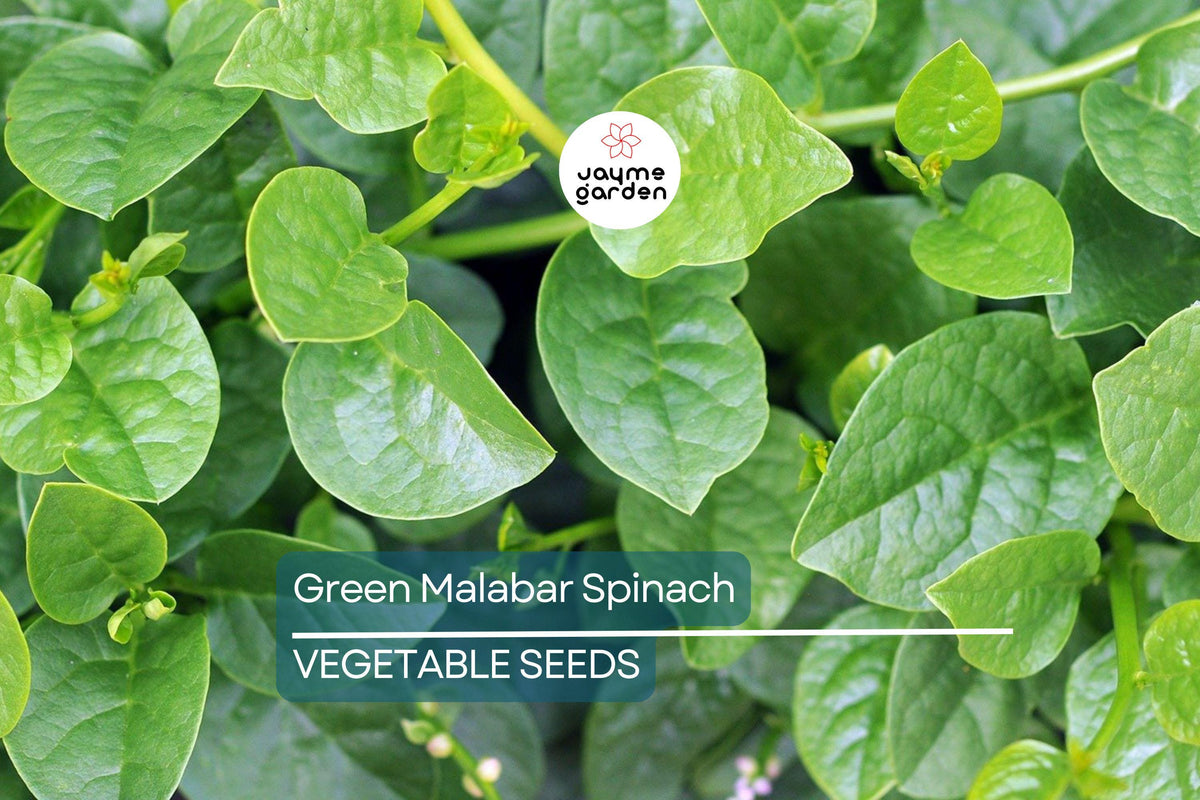 Green Malabar Spinach Seeds - Non-GMO, Heat-Tolerant Climbing Vine, Edible Basella alba for Summer Gardens