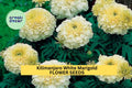 Kilimanjaro White Marigold Seeds – Creamy White Blooms, Tagetes erecta, Heirloom Annual for Gardens, Borders & Pollinator Attraction