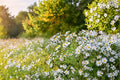 Symphyotrichum prenanthoides Crooked-stemmed Aster Seeds Native Blue Wildflower Pollinator Garden Plant, 100 Seeds