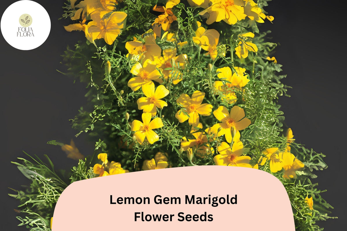 25+ Lemon Gem Marigold Seeds | Tagetes tenuifolia | Citrus-Scented Yellow Flowers | Edging Annual for Garden Planting
