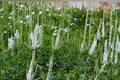 Veronicastrum Virginicum Culver’s Root Seeds – Native Perennial Wildflower for Pollinator Gardens, Prairie, Meadow, 2500 Seeds