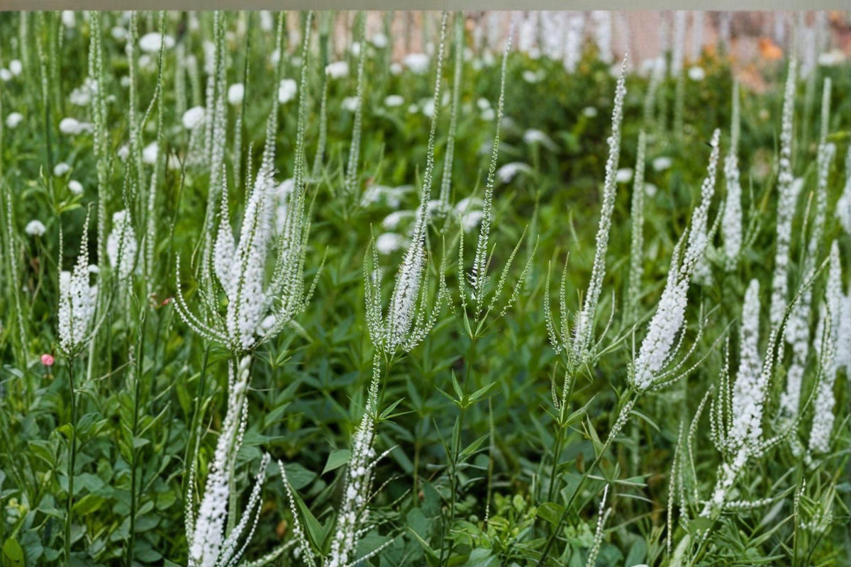Veronicastrum Virginicum Culver’s Root Seeds – Native Perennial Wildflower for Pollinator Gardens, Prairie, Meadow, 2500 Seeds
