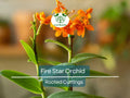 Rooted Orchid Cuttings - Epidendrum radicans Fire Star Orchid Ground Plant Live Garden Flowers