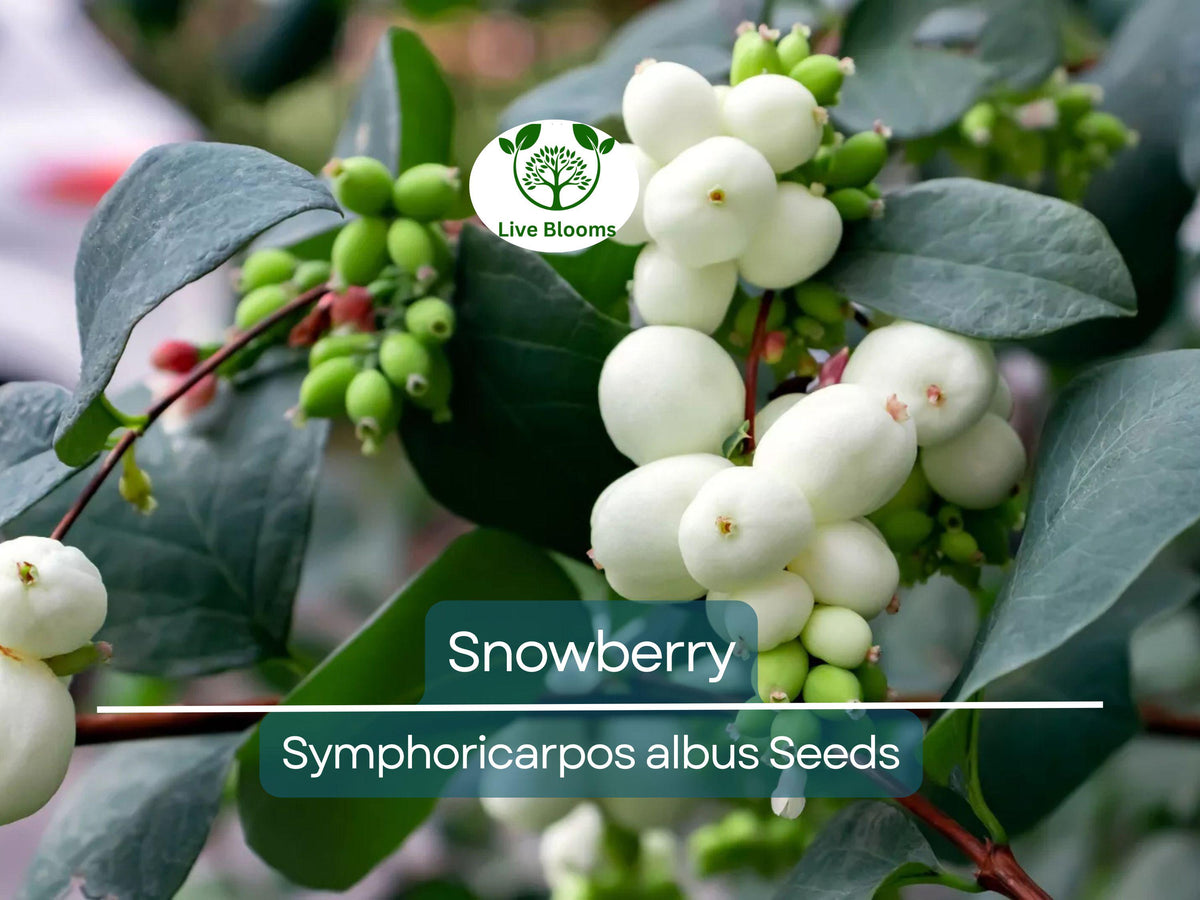 40 Snowberry Seeds Symphoricarpos albus White Berries Hardy Shrub Native Plant for Landscaping & Wildlife