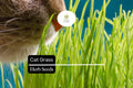 50 Seeds Cat Grass (Agropyron Cristatum) – Safe Grass for Cats to Chew and Digest
