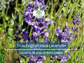 500 Seeds Lavender Vera (Lavandula angustifolia) True English Fragrant Perennial Flowers Non-GMO for Gardens