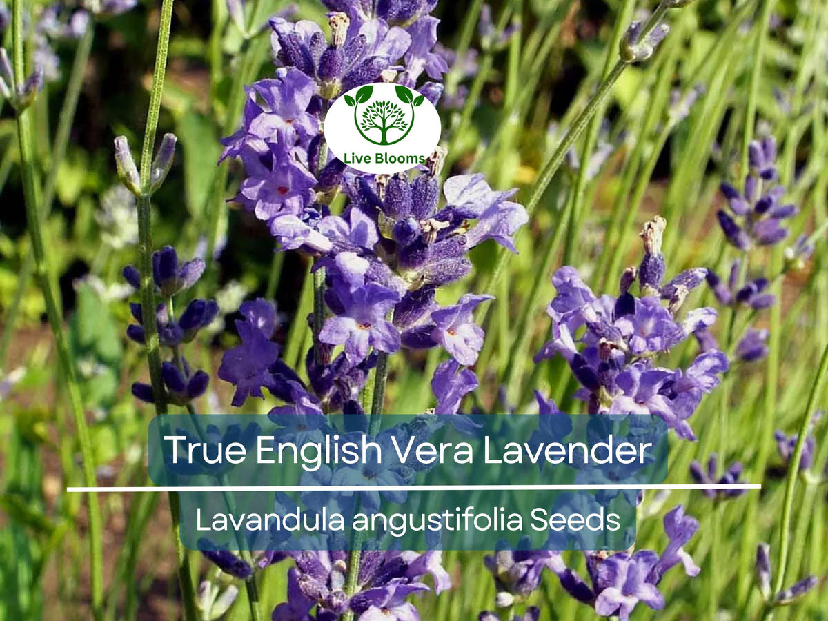 500 Seeds Lavender Vera (Lavandula angustifolia) True English Fragrant Perennial Flowers Non-GMO for Gardens