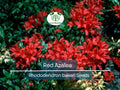 50 Red Azalea Seeds Rhododendron bakeri Cumberland Azalea Bright Red Blooms Hardy Flowering Bush for Landscaping & Gardens