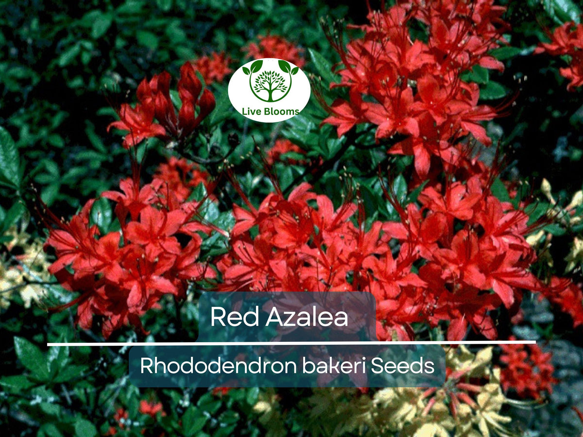 50 Red Azalea Seeds Rhododendron bakeri Cumberland Azalea Bright Red Blooms Hardy Flowering Bush for Landscaping & Gardens
