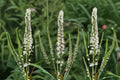 2500 Seeds Veronicastrum virginicum Culver’s Root Perennial Wildflower for Pollinator Gardens