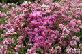 Cercis chinensis Seeds – Chinese Redbud Tree, Ornamental Pink Flowering Tree, Deciduous Garden Plant, Pollinator Attractant