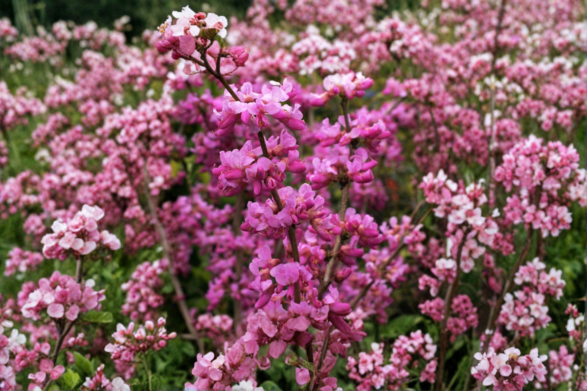 Cercis chinensis Seeds – Chinese Redbud Tree, Ornamental Pink Flowering Tree, Deciduous Garden Plant, Pollinator Attractant