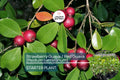 Red Guava Tree Starter – Psidium guajava – Tropical Fruit Tree, Juicy, Nutrient-Rich, 12-24 Inches, Garden, USDA Zones 9-11