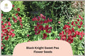 Black Knight Sweet Pea Seeds | Dark Purple Climbing Annual Flower for Trellis & Garden | Lathyrus odoratus