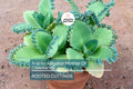 100 Aranto Alligator Plants - Mother of Thousands Succulent, Kalanchoe daigremontiana, Easy Care, Drought Tolerant, Rooted 1-3” Plants