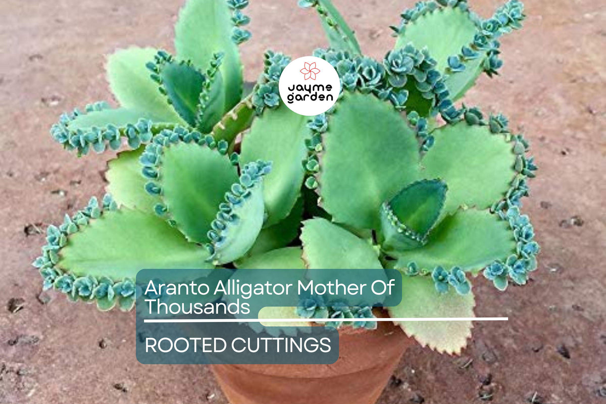 100 Aranto Alligator Plants - Mother of Thousands Succulent, Kalanchoe daigremontiana, Easy Care, Drought Tolerant, Rooted 1-3” Plants